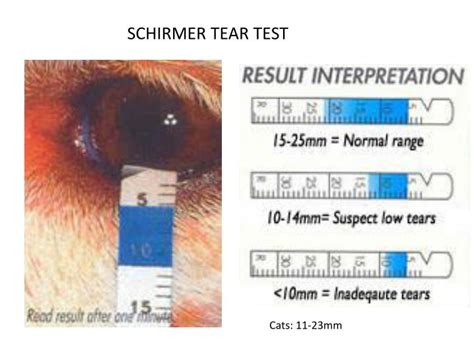 dog schirmer tear test|schirmer tear test results chart.